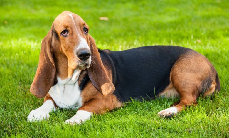 basset hound