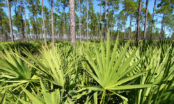 Serenoa repens: rimedio naturale per alopecia e problemi alla prostata