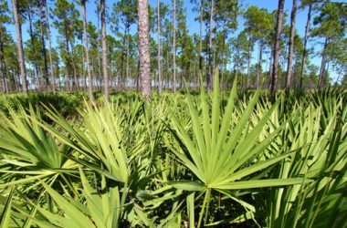 Serenoa repens: rimedio naturale per alopecia e problemi alla prostata
