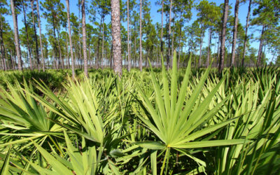 Serenoa repens: rimedio naturale per alopecia e problemi alla prostata