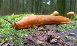 Lumache: alcune cose che non sapevi su questi molluschi