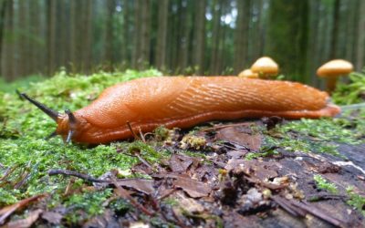 Lumache: alcune cose che non sapevi su questi molluschi