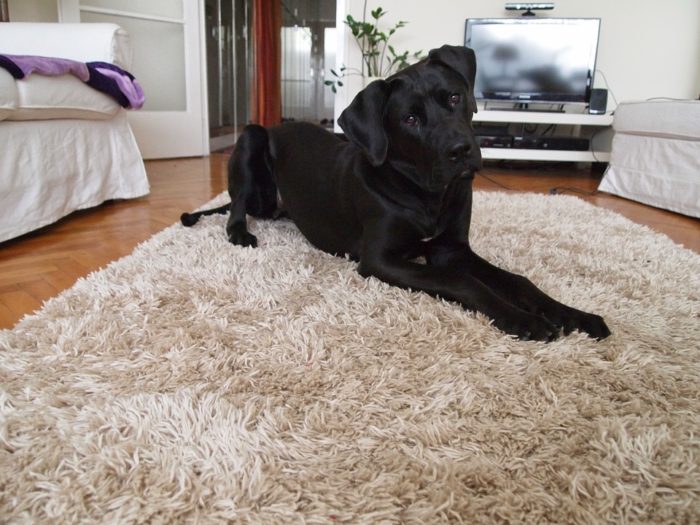 cani da guardia