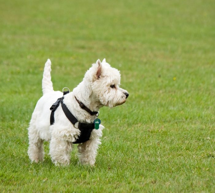 west highland white terrier