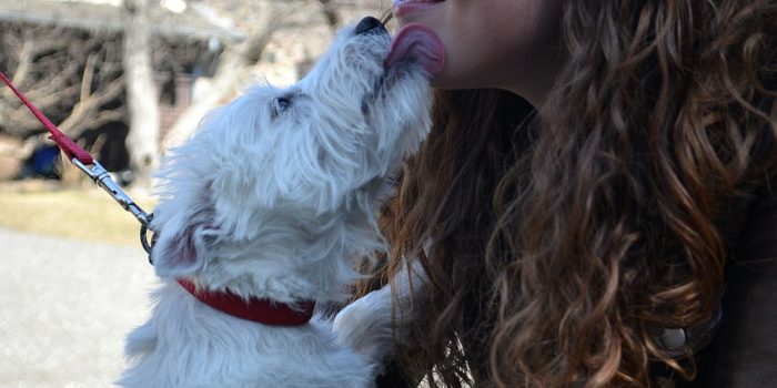 west highland white terrier