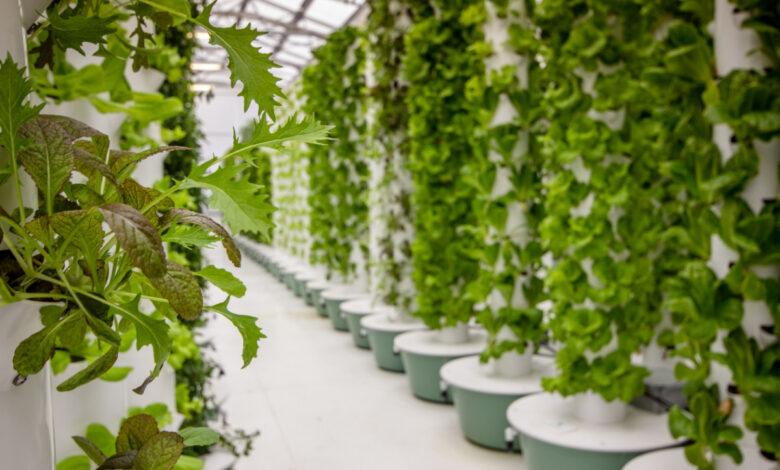 Si chiama CityFARM il laboratorio aeroponico del MIT