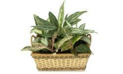 Dieffenbachia: tutti i segreti di questa pianta sempreverde