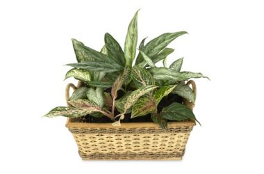 Dieffenbachia: tutti i segreti di questa pianta sempreverde