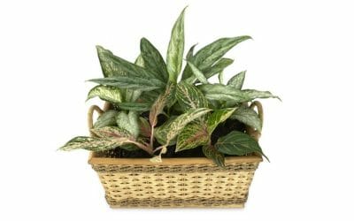 Dieffenbachia: tutti i segreti di questa pianta sempreverde