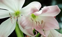 Amaryllis: una pianta tutta da scoprire
