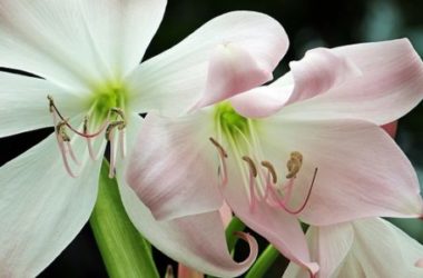 Amaryllis: una pianta tutta da scoprire