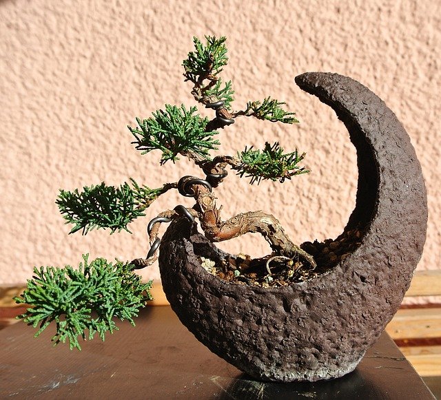 alberi sempreverdi