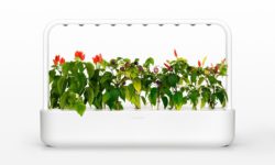 Click And Grow: basta un click e la pianta cresce