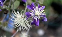 Clematis: come coltivare questa interessante pianta rampicante