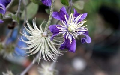 Clematis: come coltivare questa interessante pianta rampicante