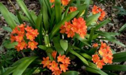 Clivia: tutto su questa pianta da appartamento dai fiori inconfondibili
