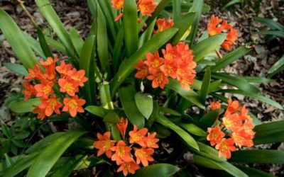 Clivia: tutto su questa pianta da appartamento dai fiori inconfondibili