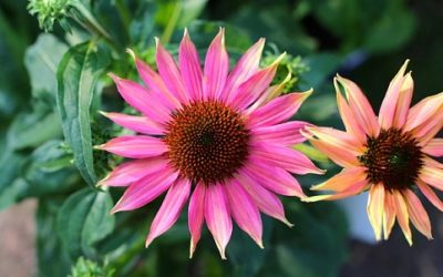 Piante perenni: aree del giardino, varietà e coltivazione tuttogreen Piante per aiuole sempreverdi