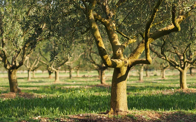 alberi sempreverdi