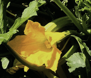 Frittelle di zucchine, le nostre ricette