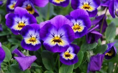 Viola: tutto su questa pianta così amata per i suoi fiori