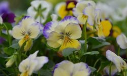 Piante biennali: varietà, coltivazione, cure