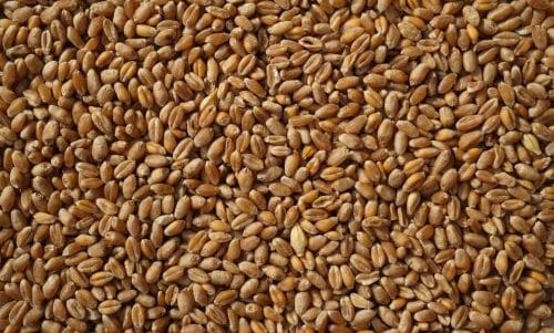 Frumento: tipi di grano, proprietà e intolleranza