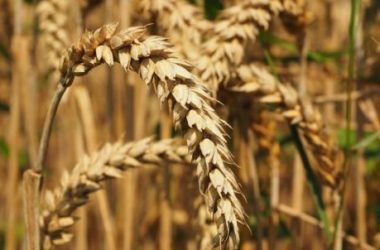 Frumento: tipi di grano, proprietà e intolleranza