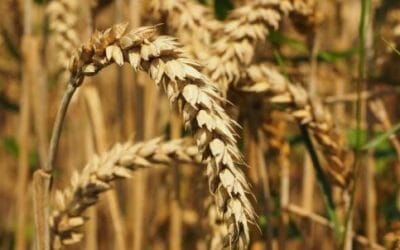Frumento: tipi di grano, proprietà e intolleranza