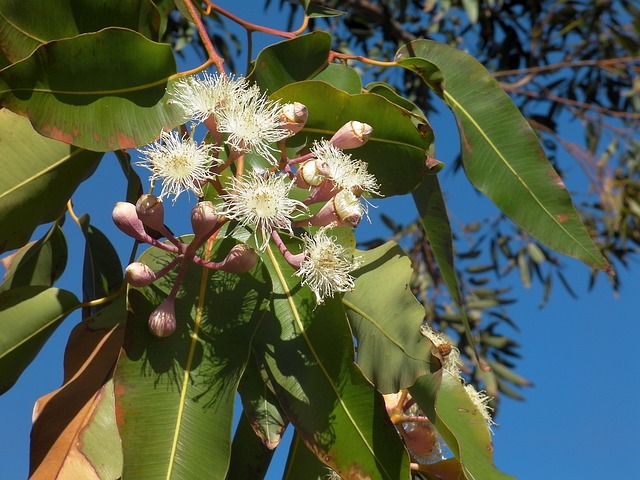 alberi sempreverdi