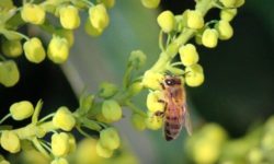Tutto sulla Mahonia: un sempreverde adatto sia alla coltivazione in vaso che in terra