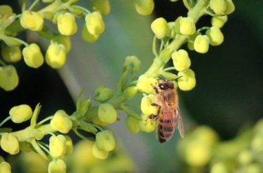 Tutto sulla Mahonia: un sempreverde adatto sia alla coltivazione in vaso che in terra