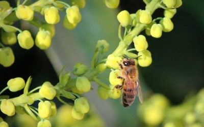 Tutto sulla Mahonia: un sempreverde adatto sia alla coltivazione in vaso che in terra