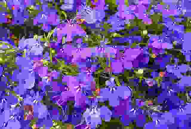 piante perenni