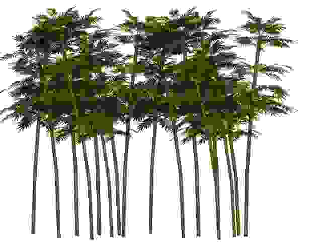 piante da siepe