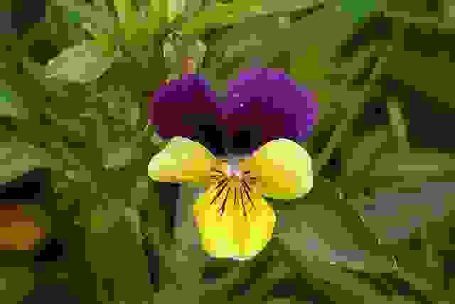viola bicolor
