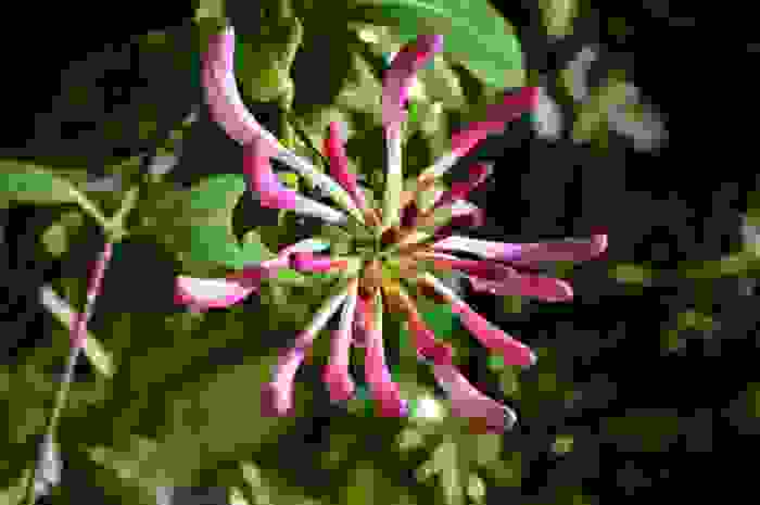 caprifoglio