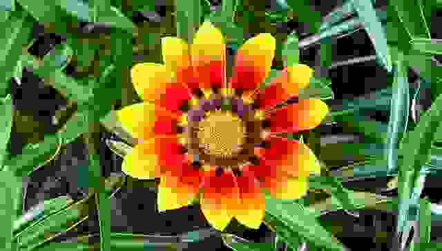 piante annuali