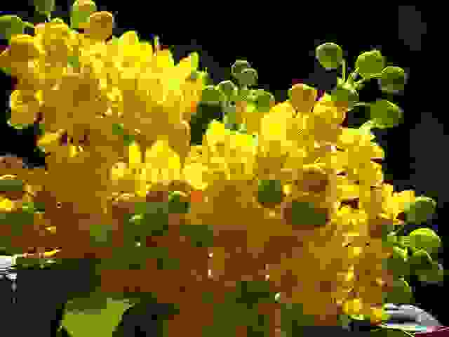 Mahonia aquifolium