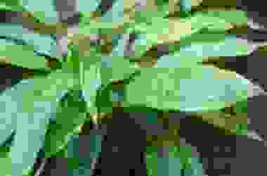 Aspidistra, una pianta da appartamento ideale per chi non ha il pollice verde