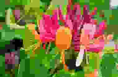Quello che non sapevi sul caprifoglio, pianta nota per i suoi fiori belli e profumati