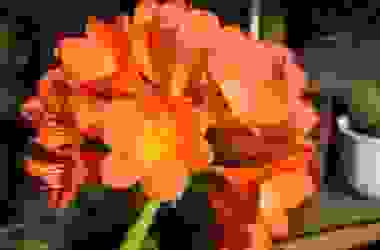 Clivia: tutto su questa pianta da appartamento dai fiori inconfondibili