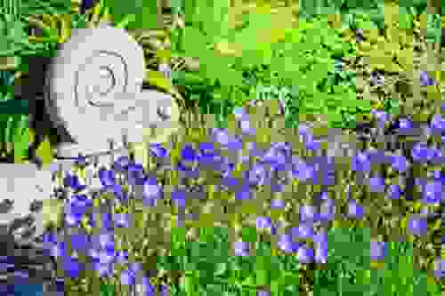 Campanula Varieta Fiori E Coltivazione Della Pianta