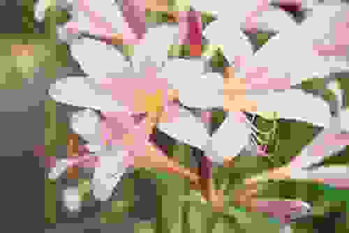 Amaryllis fiori