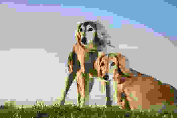 saluki