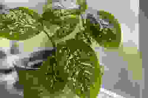 Dieffenbachia