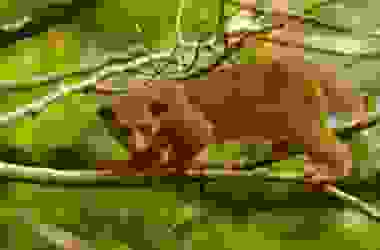 Quelli della notte: ecco quali sono gli animali notturni