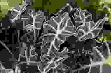 Alocasia: come coltivare e curare questa pianta tropicale