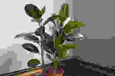 Ficus Elastica o pianta della gomma: cura e coltivazione