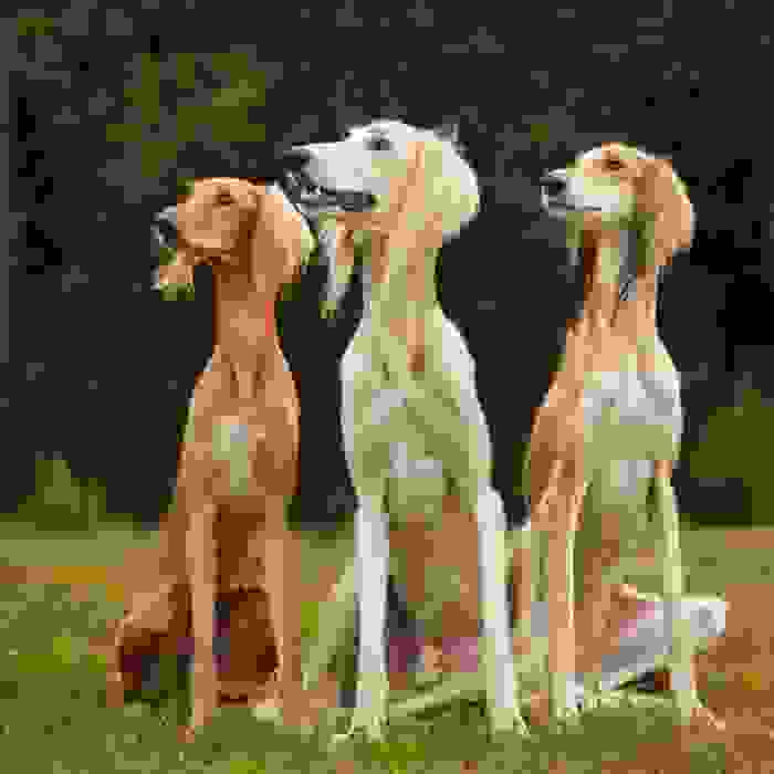 saluki